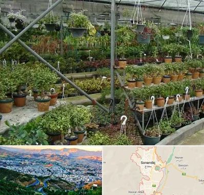 بازار گل و گیاه در سنندج