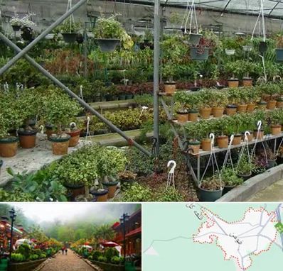 بازار گل و گیاه در فومن