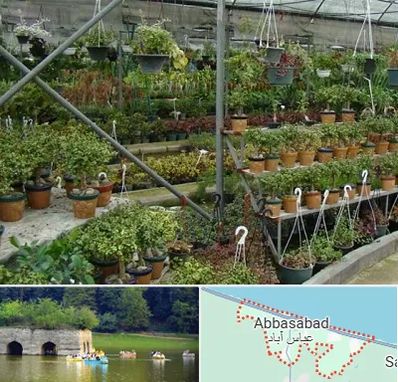 بازار گل و گیاه در عباس آباد