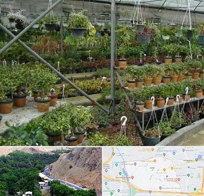 بازار گل و گیاه در کن