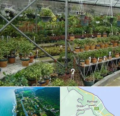 بازار گل و گیاه در رامسر