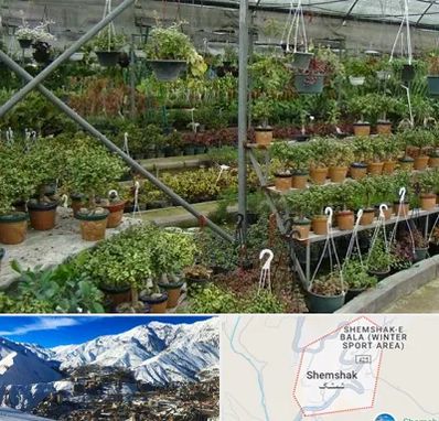 بازار گل و گیاه در شمشک