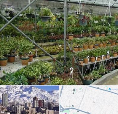 بازار گل و گیاه در ازگل