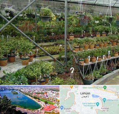 بازار گل و گیاه در لاهیجان