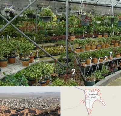 بازار گل و گیاه در اسفراین