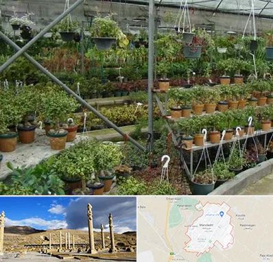 بازار گل و گیاه در مرودشت