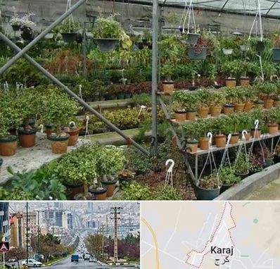 بازار گل و گیاه در گوهردشت کرج