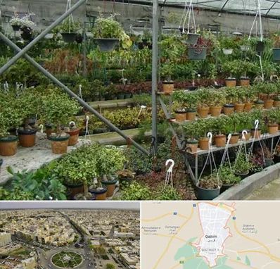 بازار گل و گیاه در قزوین