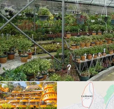 بازار گل و گیاه در دربند