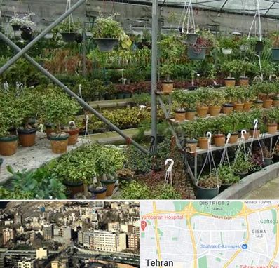 بازار گل و گیاه در مرزداران