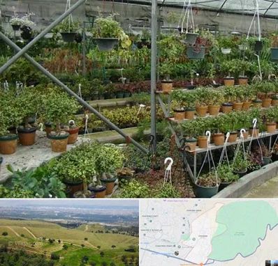 بازار گل و گیاه در سوهانک