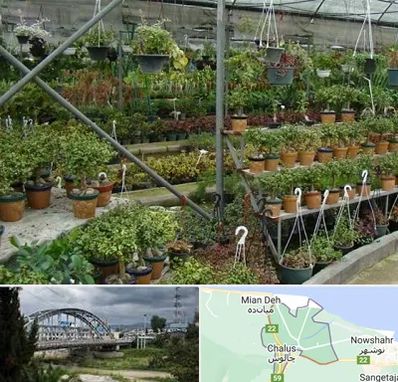 بازار گل و گیاه در چالوس