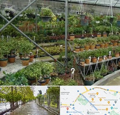 بازار گل و گیاه در خیابان ارم شیراز