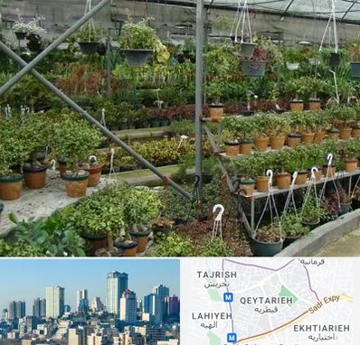 بازار گل و گیاه در قیطریه