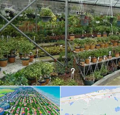 بازار گل و گیاه در فریدونکنار