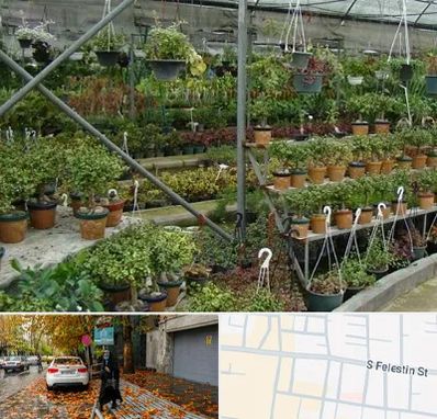 بازار گل و گیاه در خیابان فلسطین