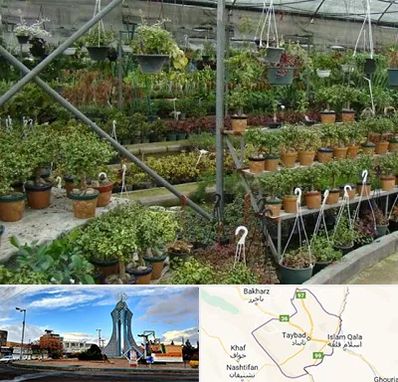 بازار گل و گیاه در تایباد