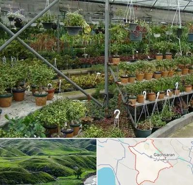 بازار گل و گیاه در گچساران
