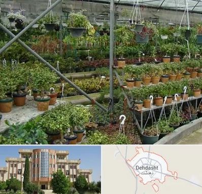بازار گل و گیاه در دهدشت