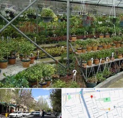 بازار گل و گیاه در کوی فیروز تبریز