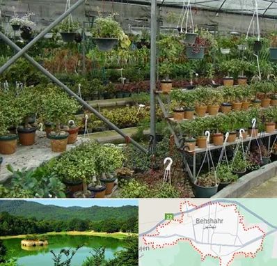 بازار گل و گیاه در بهشهر