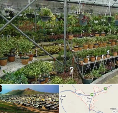 بازار گل و گیاه در بیجار