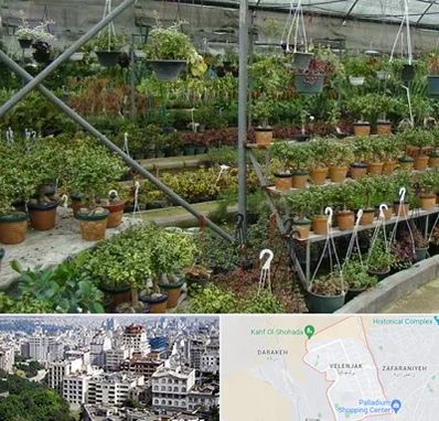 بازار گل و گیاه در ولنجک