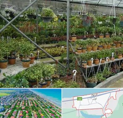 بازار گل و گیاه در نور