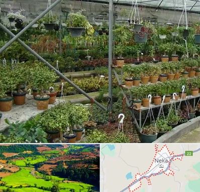 بازار گل و گیاه در نکا