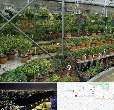 بازار گل و گیاه در هفت تیر مشهد