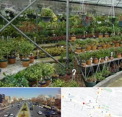 بازار گل و گیاه در بلوار معلم مشهد