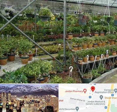 بازار گل و گیاه در جردن