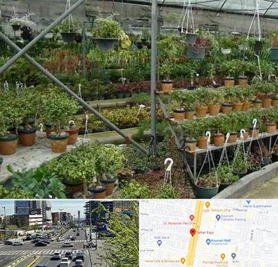 بازار گل و گیاه در ستاری