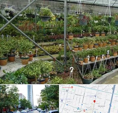 بازار گل و گیاه در امامت مشهد