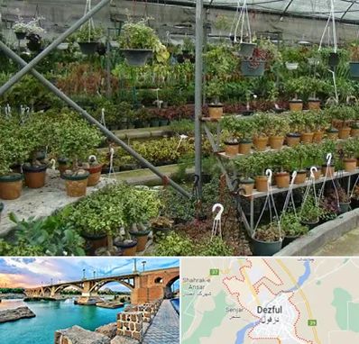 بازار گل و گیاه در دزفول