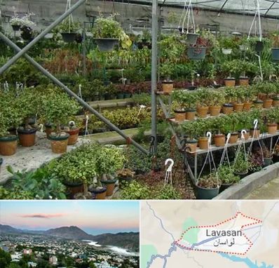 بازار گل و گیاه در لواسان