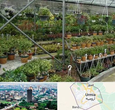 بازار گل و گیاه در ارومیه