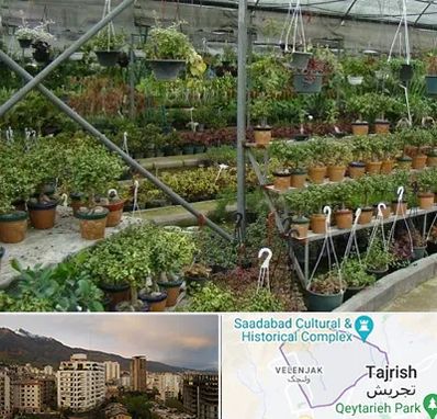 بازار گل و گیاه در زعفرانیه