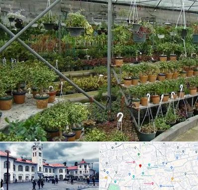 بازار گل و گیاه در میدان شهرداری رشت