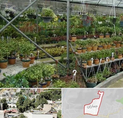 بازار گل و گیاه در جماران