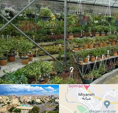 بازار گل و گیاه در میانه