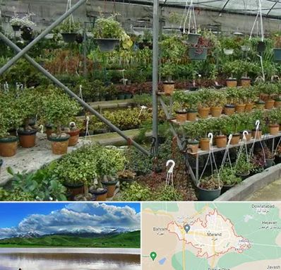 بازار گل و گیاه در مرند