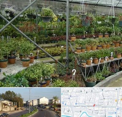 بازار گل و گیاه در ضیابری رشت