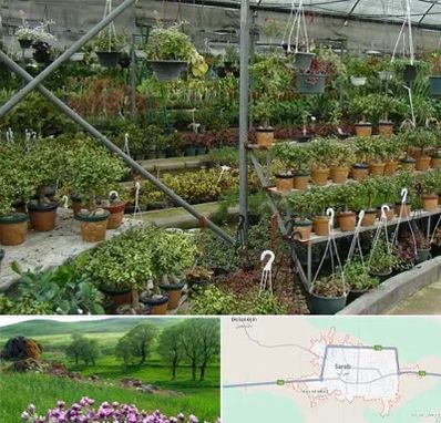 بازار گل و گیاه در سراب