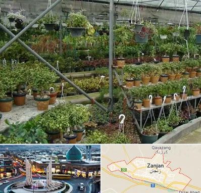 بازار گل و گیاه در زنجان