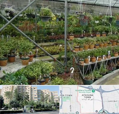 بازار گل و گیاه در آپادانا