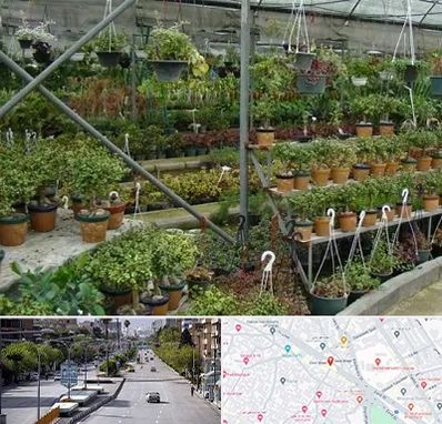 بازار گل و گیاه در خیابان زند شیراز