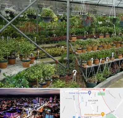 بازار گل و گیاه در گلسار رشت