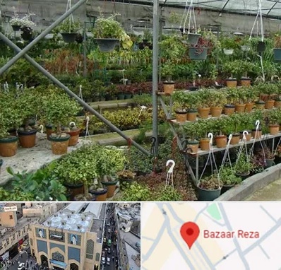 بازار گل و گیاه در بازار رضا مشهد