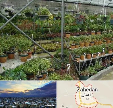 بازار گل و گیاه در زاهدان
